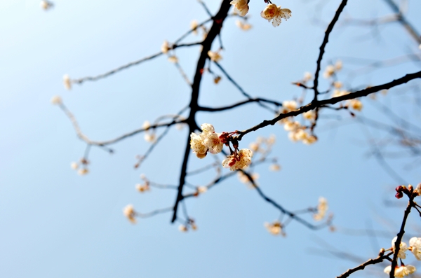 櫻桃花圖片