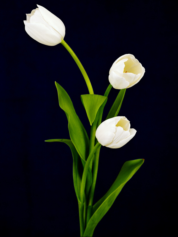 百合