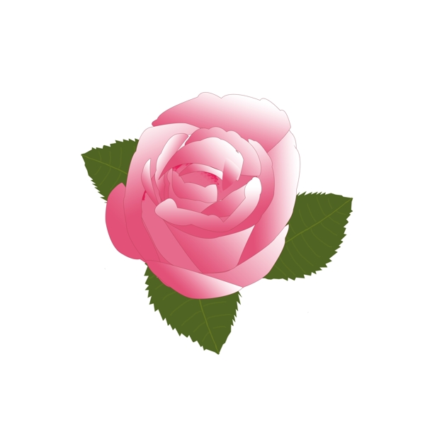 粉色玫瑰花朵玫瑰花元素