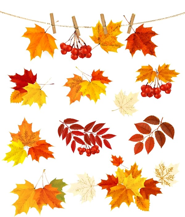 秋天的树叶和水果矢量素材02