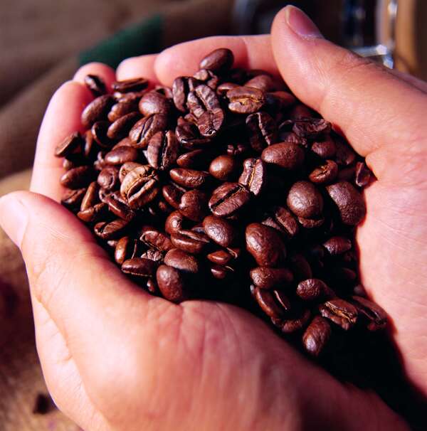 挑选优秀的咖啡种子筛选咖啡豆