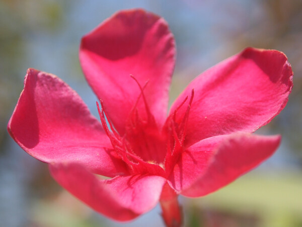 位圖植物攝影寫(xiě)實(shí)花卉花朵數(shù)碼照片免費(fèi)素材