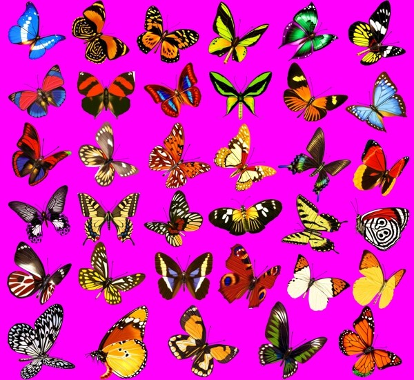 动物蝴蝶