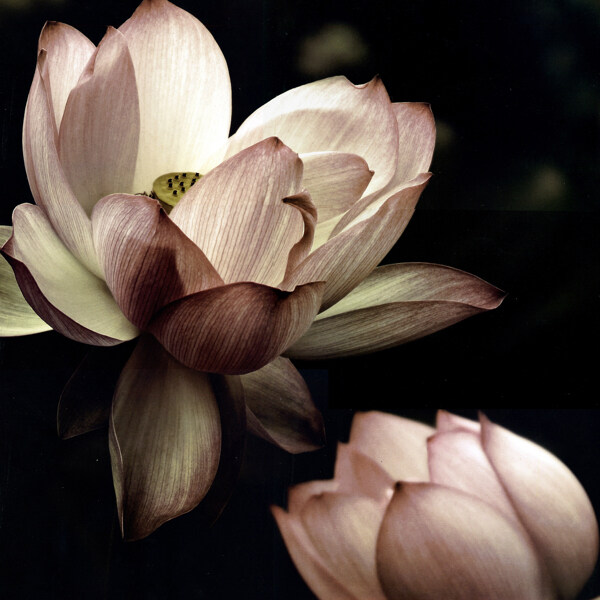 蓮花圖片