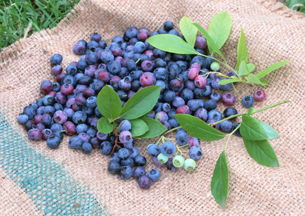 麻袋上的蓝莓果