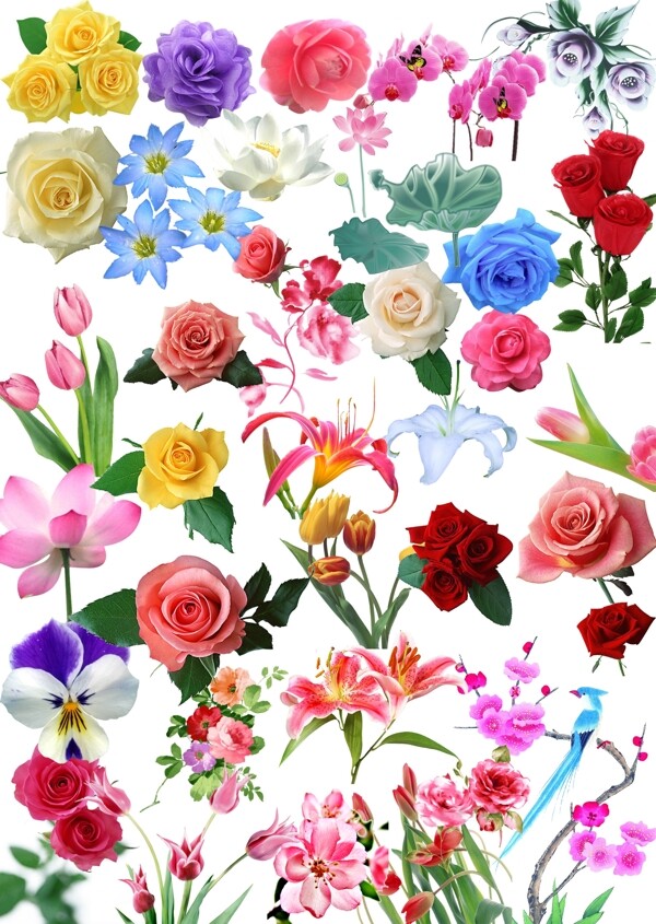 百花大全