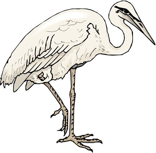 各種鳥類鳥動物矢量素材EPS格式0842