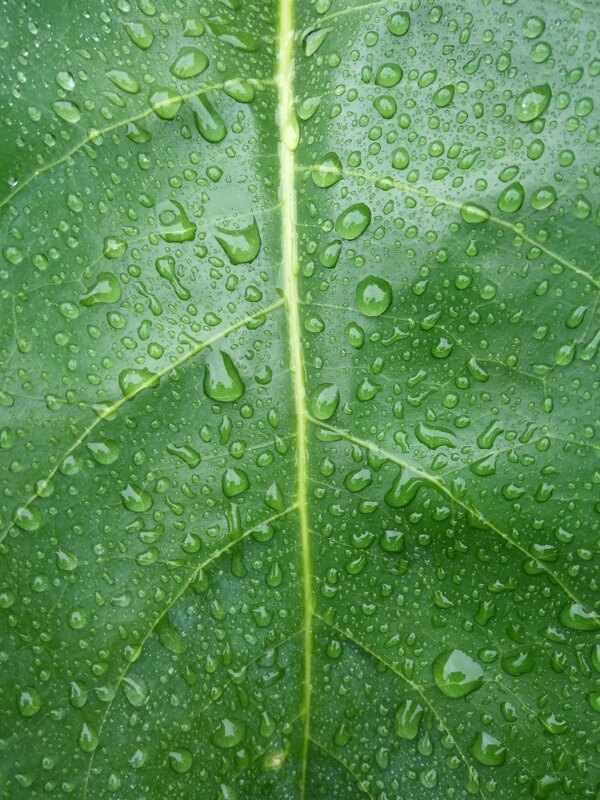 雨后綠葉
