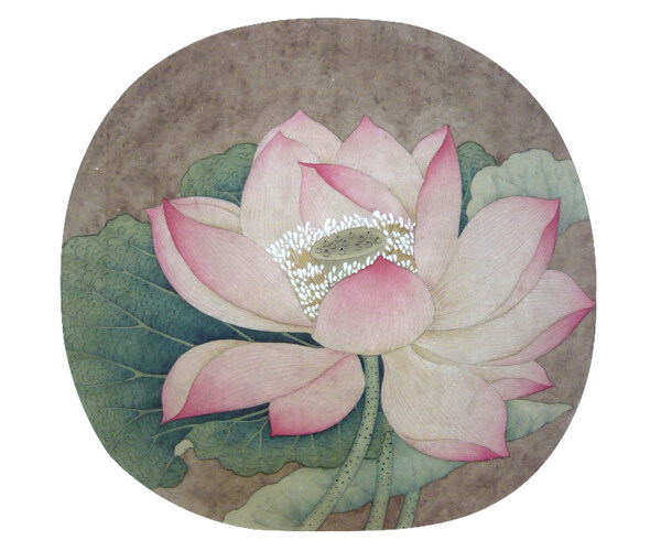 荷花圖片