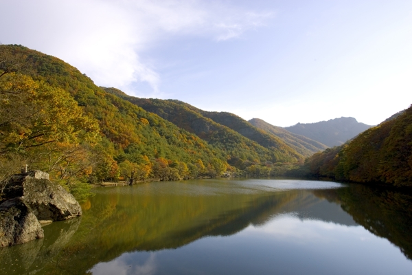 樹植物水風(fēng)景