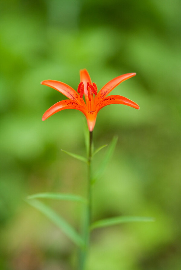 位圖植物攝影寫(xiě)實(shí)花卉花朵百合免費(fèi)素材