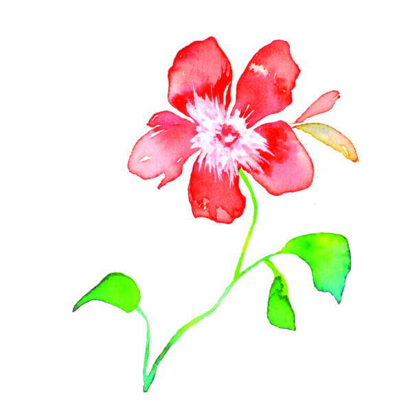 位圖植物寫意花卉花朵野花免費(fèi)素材