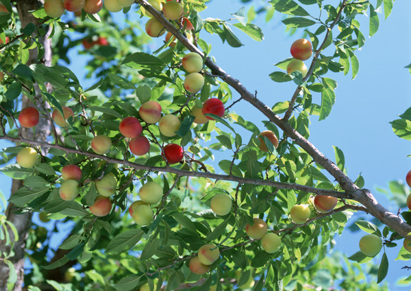 桃树上的桃素材图片