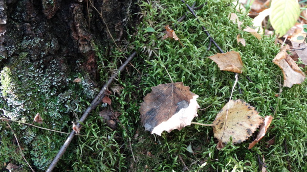 樹葉與苔蘚圖片