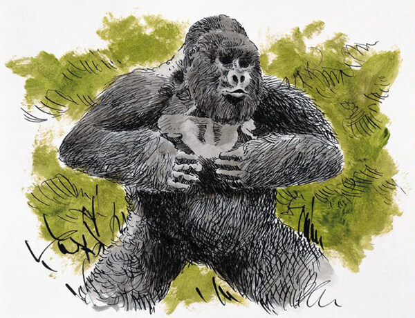 大猩猩灵长动物动物插图31