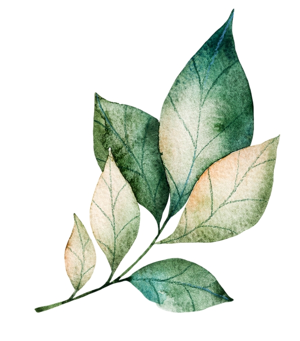 綠色葉子植物