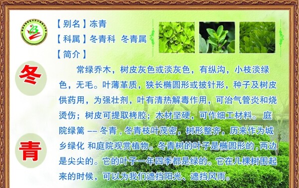 冬青圖片