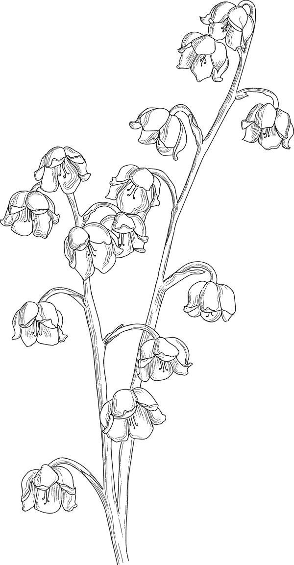 线稿图绘画植物花朵图片
