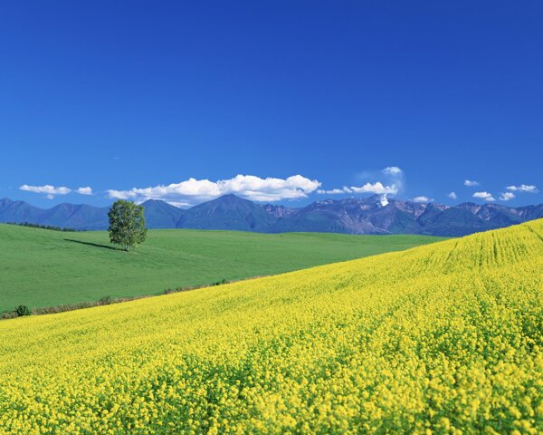 油菜花