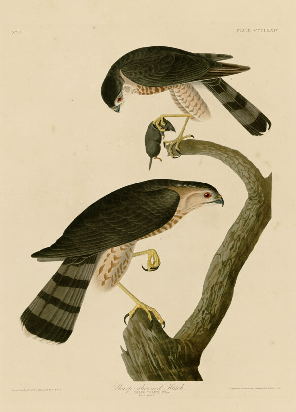 北美条纹鹰图片