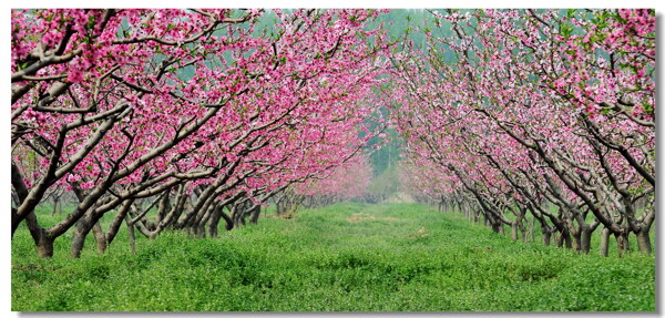 桃树园之春图片