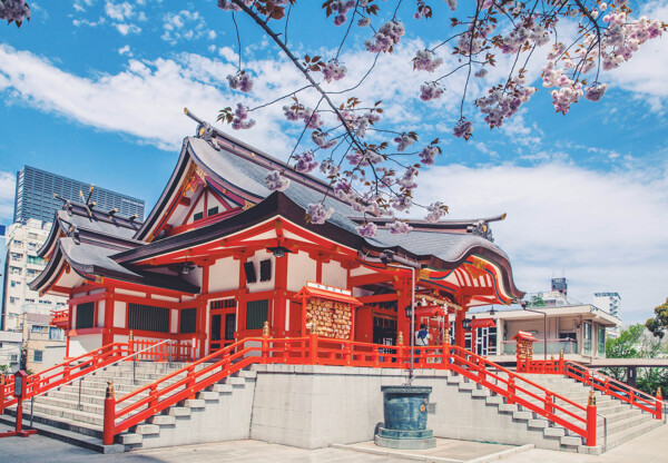 日本花园神社赏樱花