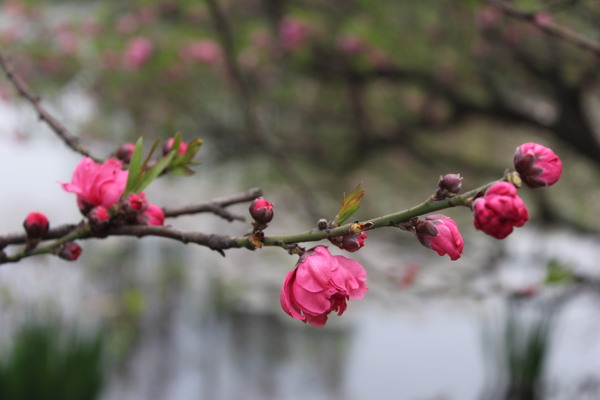桃花圖片