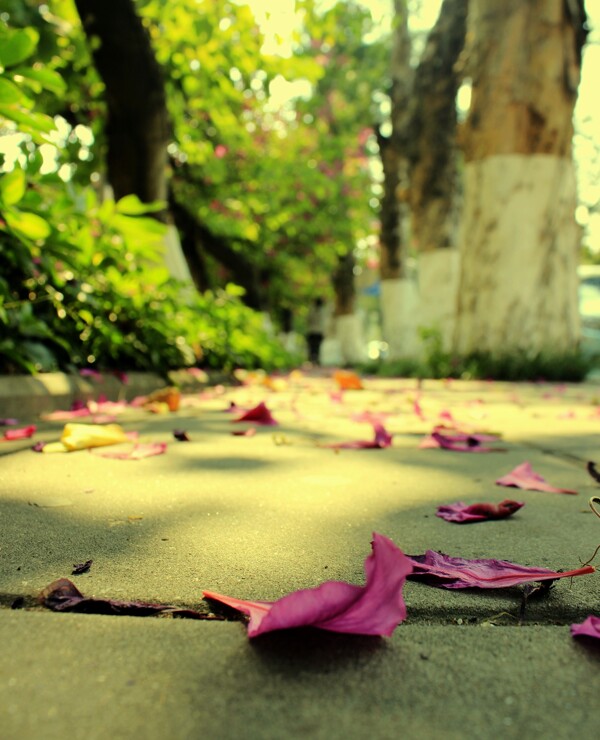 落花圖片