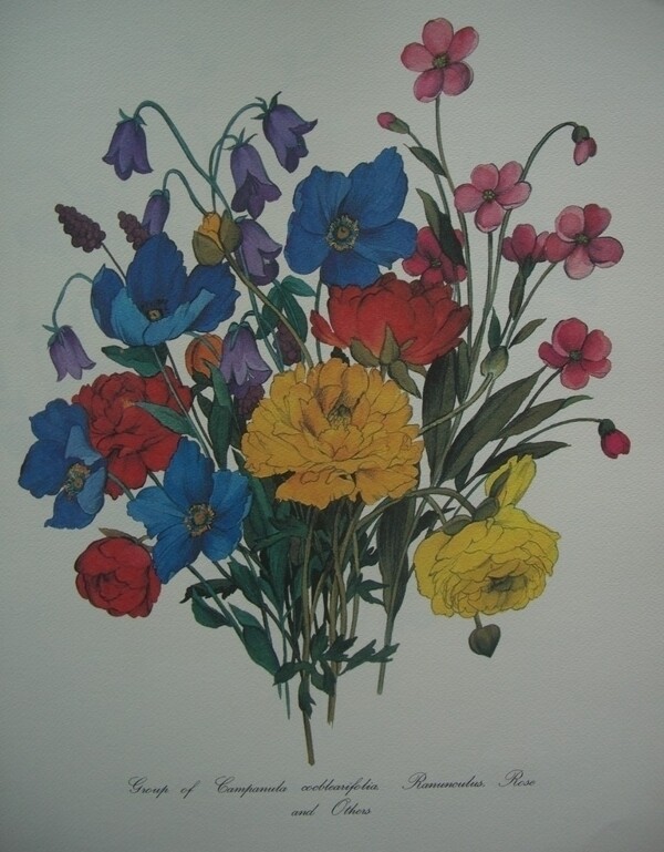 薔薇圖片