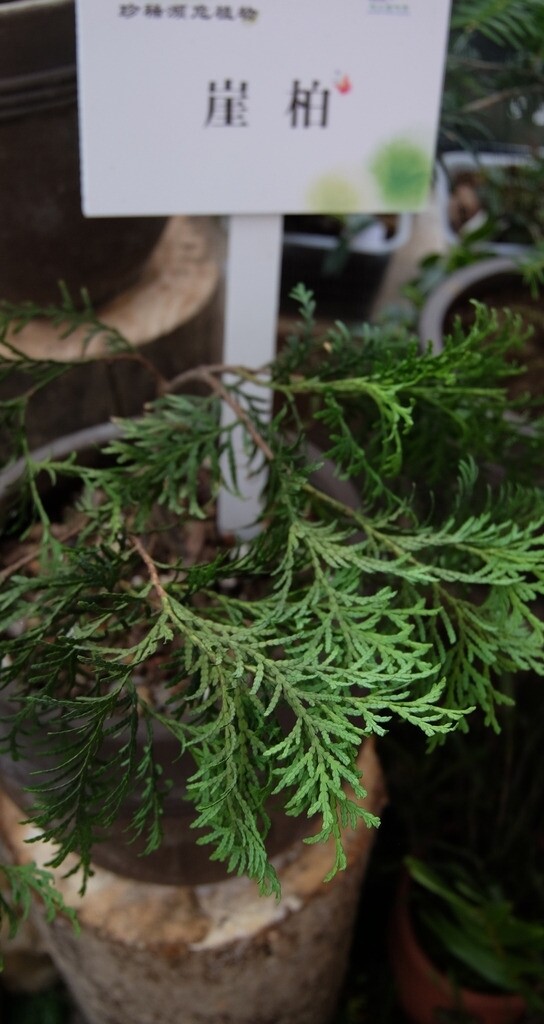 瀕危植物崖柏圖片