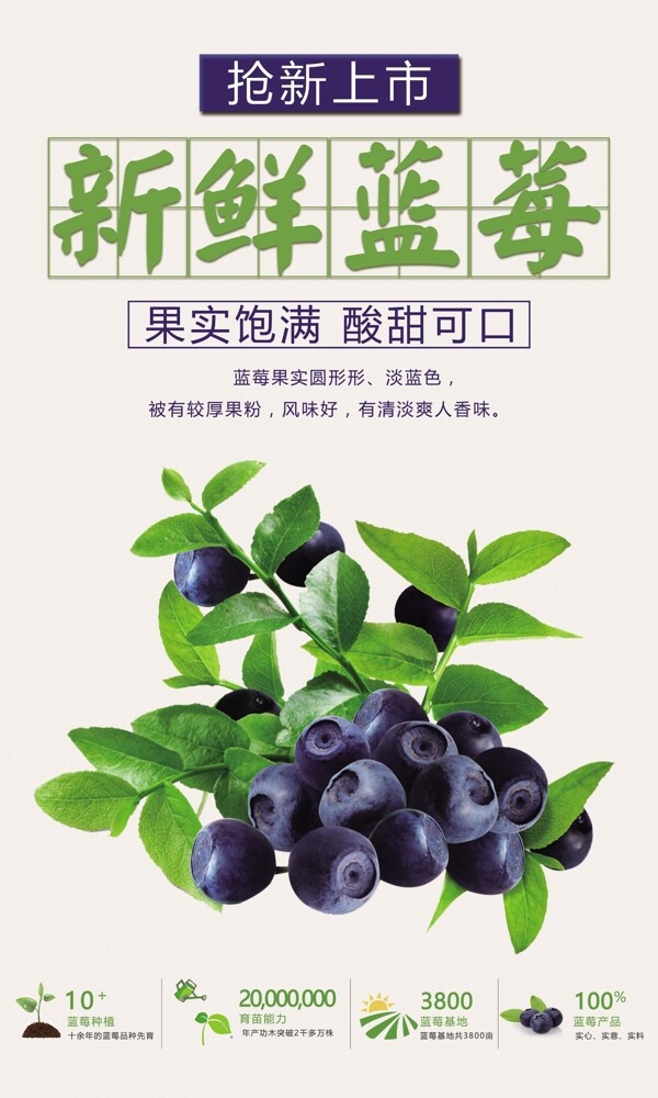 蓝莓海报图片