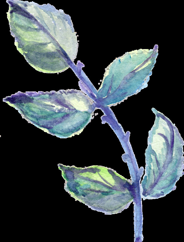 油菜枝葉卡通透明裝飾素材