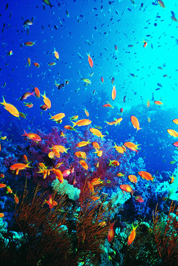 海底世界摄影图片素材