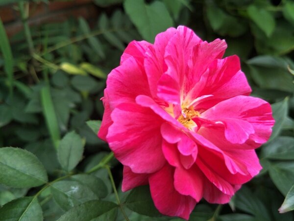 月季花