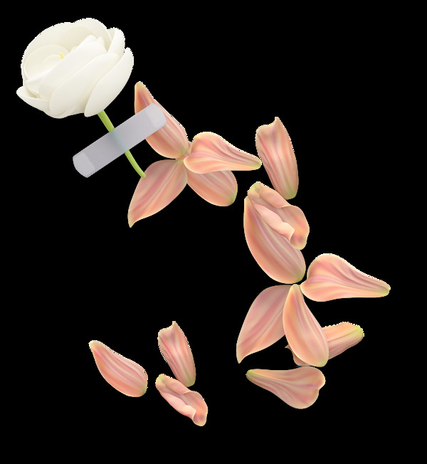 白色玫瑰和花瓣png元素素材