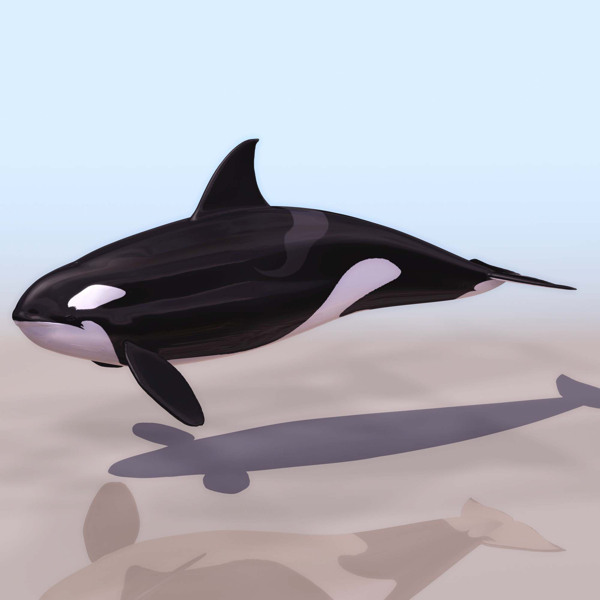 海豚動物3D模型素材