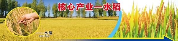 水稻稻田稻穗稻子金黄