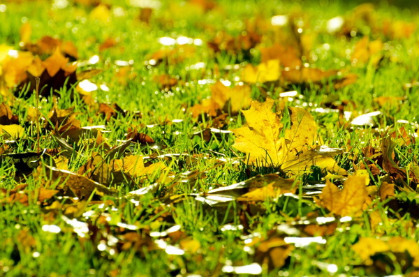 秋天的草地落叶图片
