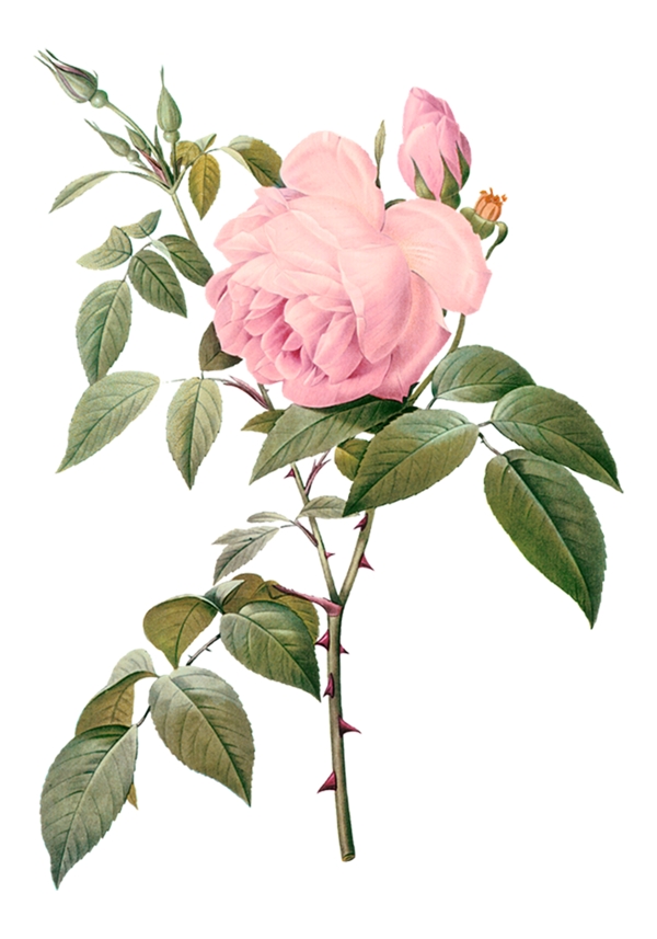 插畫花卉