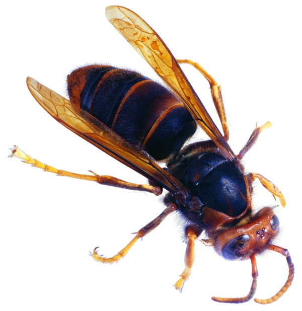 昆虫之大黄蜂图片