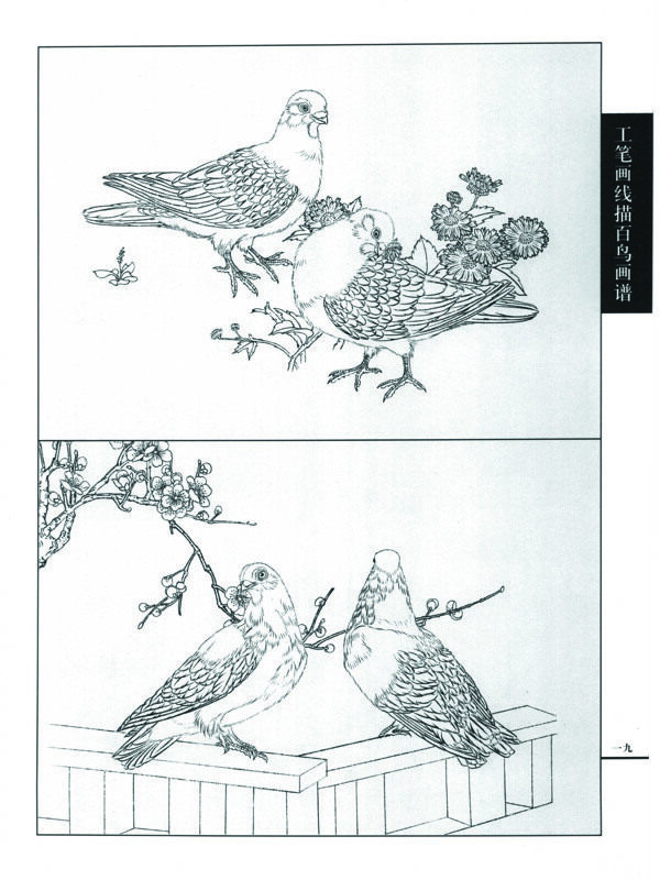 白描圖片