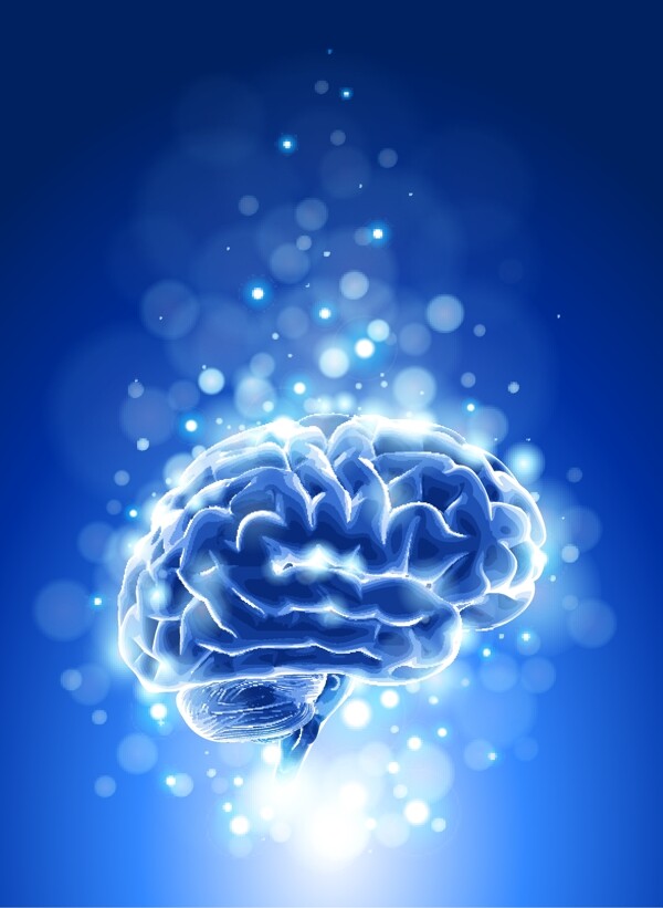 大脑构造矢量素材