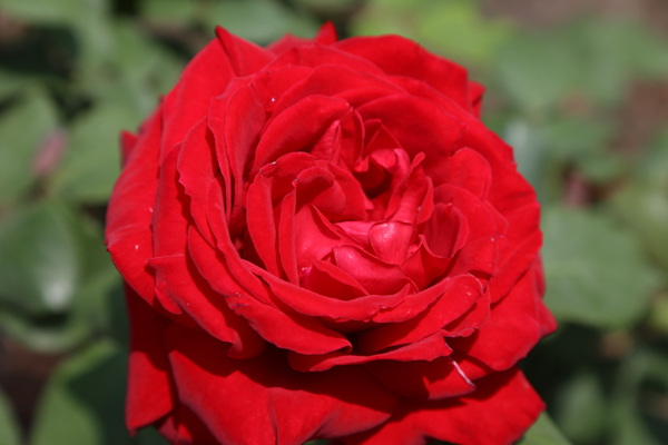 月季花圖片
