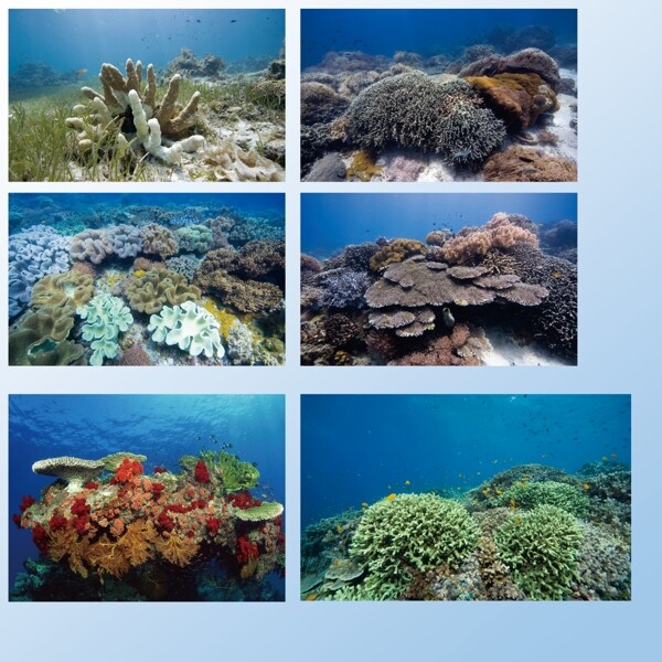 海底世界素材图片