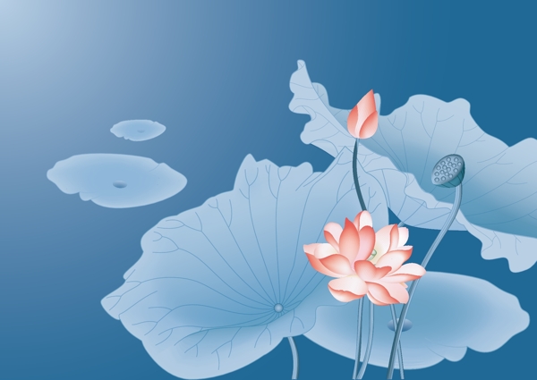 荷花圖片