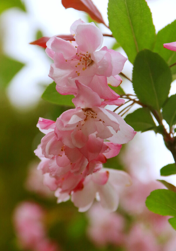 粉色海棠花特写图片