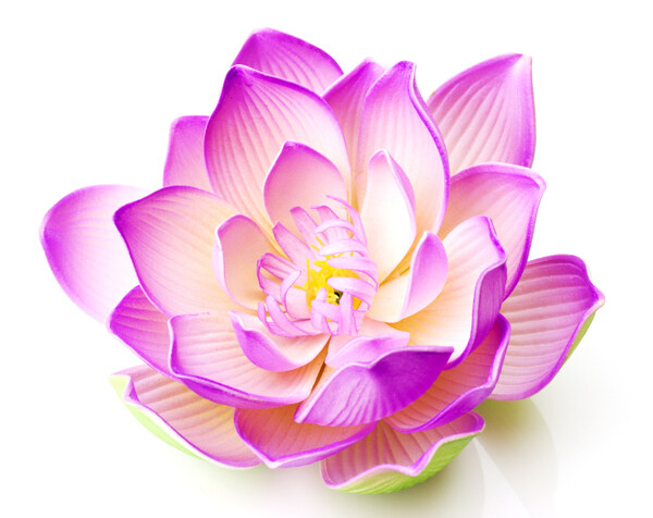 亮麗鮮花設(shè)計(jì)圖片