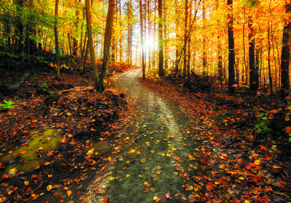 秋天的树林小径金黄色的银杏树叶图片
