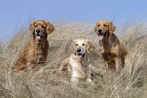枯草丛中的三只狗