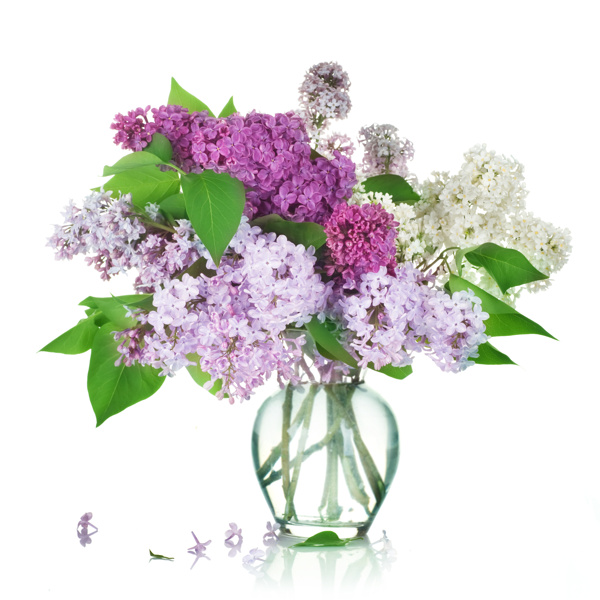 丁香花圖片